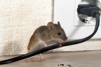 Pest Control in North Finchley, Woodside Park, N12. Call Now! 020 8166 9746