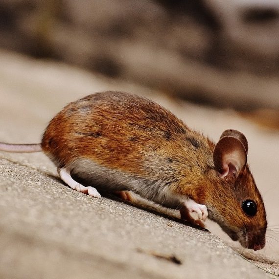 Mice, Pest Control in North Finchley, Woodside Park, N12. Call Now! 020 8166 9746