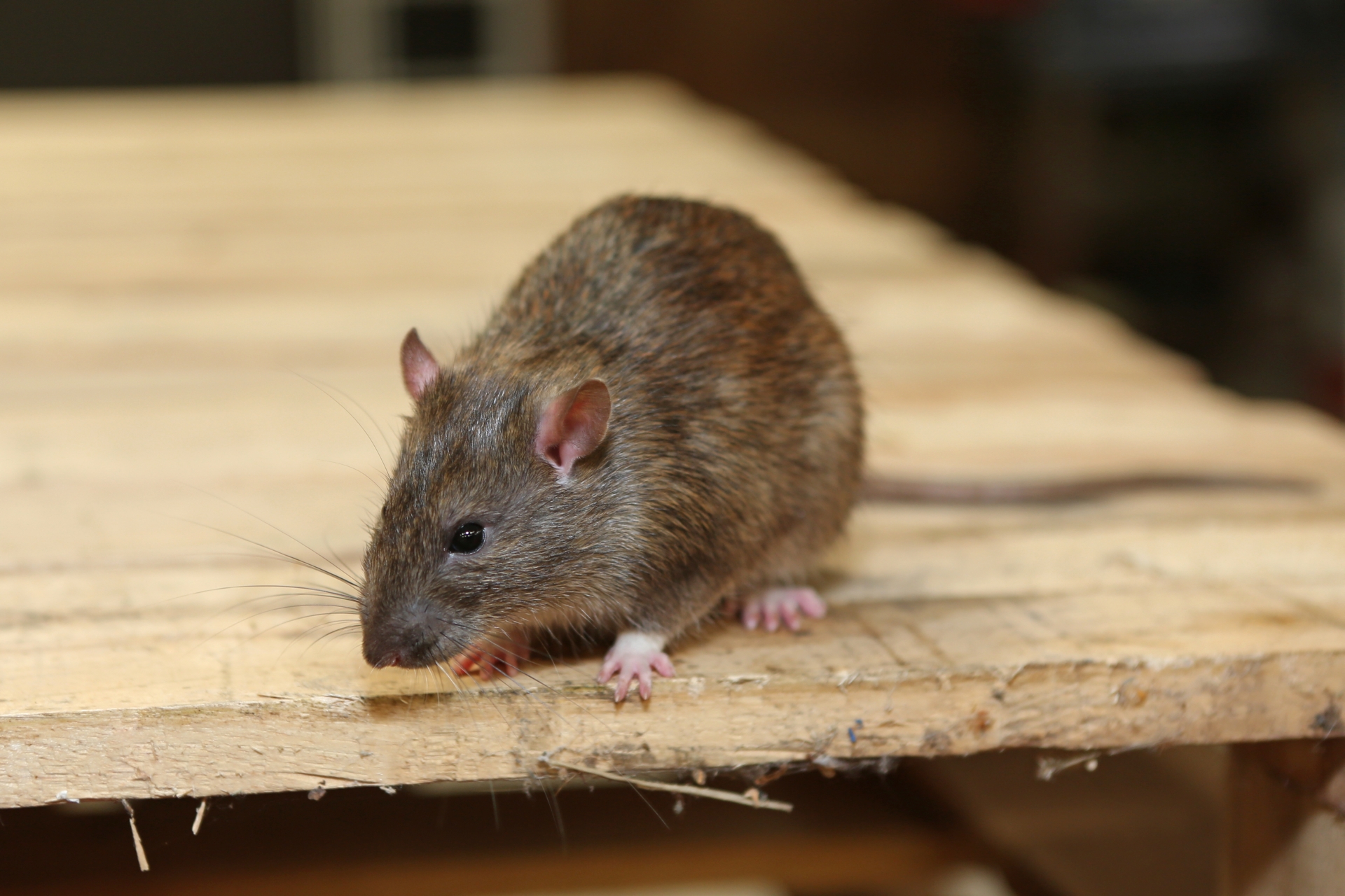 Rat extermination, Pest Control in North Finchley, Woodside Park, N12. Call Now 020 8166 9746