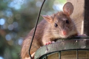 Rat Infestation, Pest Control in North Finchley, Woodside Park, N12. Call Now 020 8166 9746