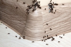 Ant Control, Pest Control in North Finchley, Woodside Park, N12. Call Now 020 8166 9746