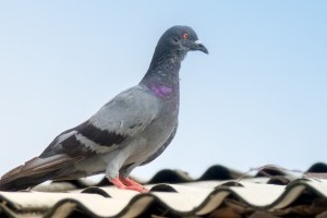 Pigeon Control, Pest Control in North Finchley, Woodside Park, N12. Call Now 020 8166 9746