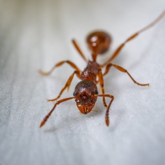 Field Ants, Pest Control in North Finchley, Woodside Park, N12. Call Now! 020 8166 9746