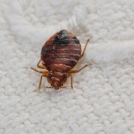 Bed Bugs, Pest Control in North Finchley, Woodside Park, N12. Call Now! 020 8166 9746