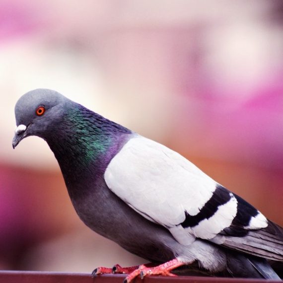 Birds, Pest Control in North Finchley, Woodside Park, N12. Call Now! 020 8166 9746