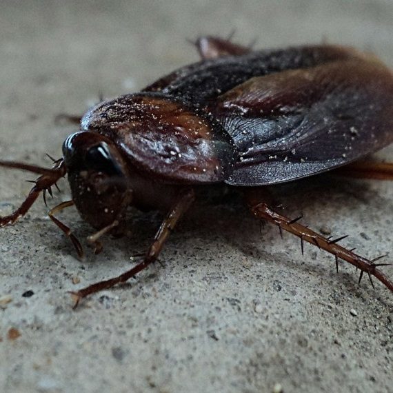 Cockroaches, Pest Control in North Finchley, Woodside Park, N12. Call Now! 020 8166 9746