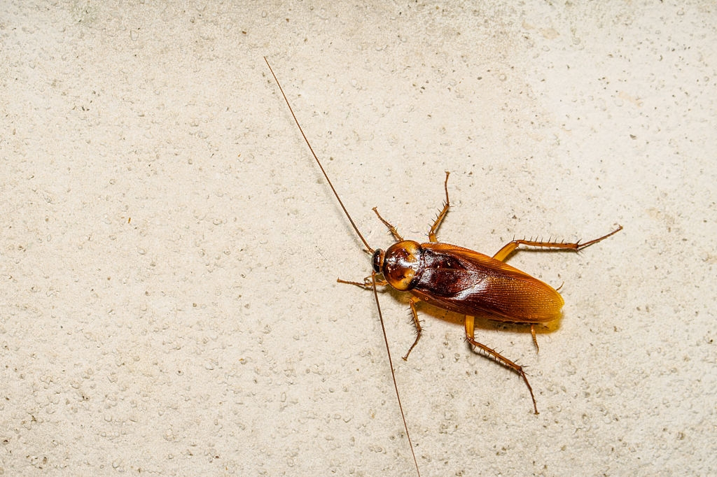 Cockroach Control, Pest Control in North Finchley, Woodside Park, N12. Call Now 020 8166 9746