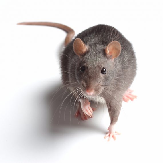 Rats, Pest Control in North Finchley, Woodside Park, N12. Call Now! 020 8166 9746