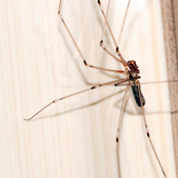 Spiders, Pest Control in North Finchley, Woodside Park, N12. Call Now! 020 8166 9746