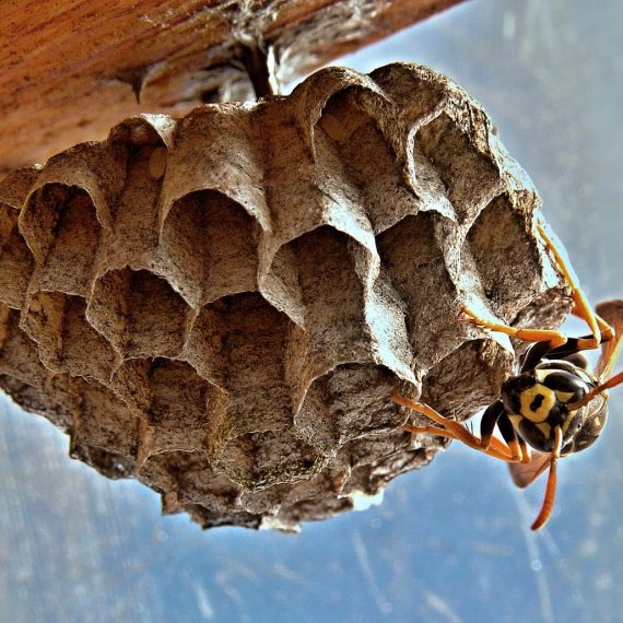 Wasps Nest, Pest Control in North Finchley, Woodside Park, N12. Call Now! 020 8166 9746
